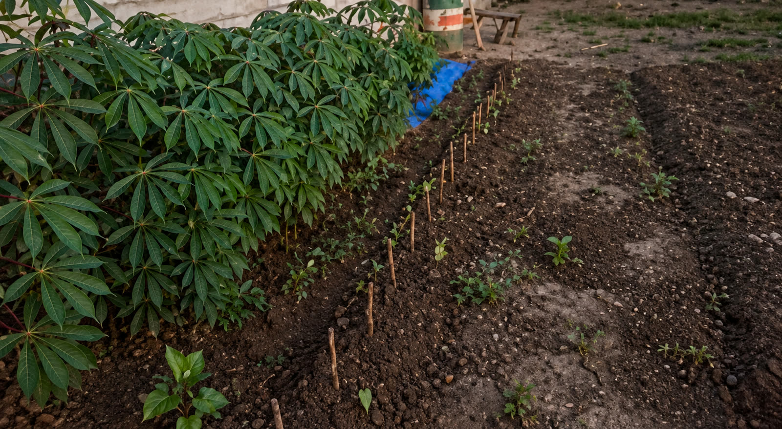 New seedlings in prepared soil