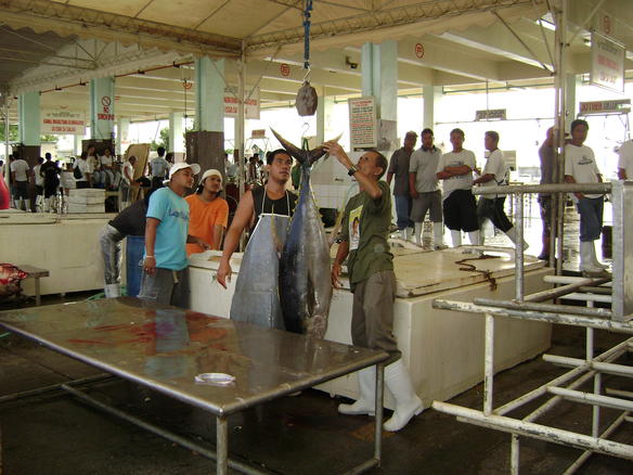 Yellowfin tuna at the General Santos fish port