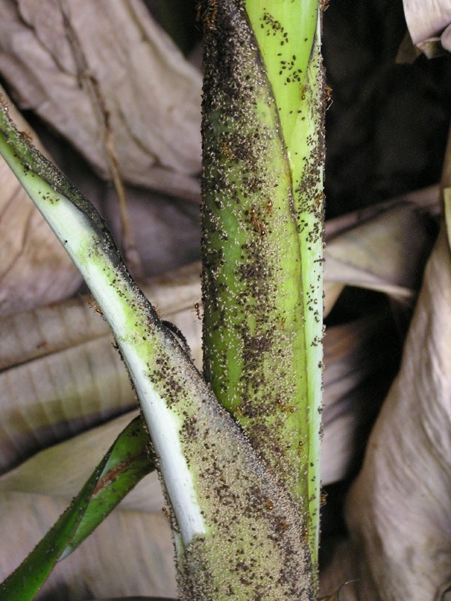 Aphids