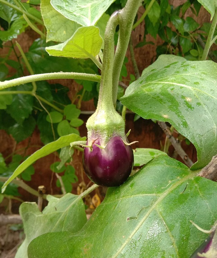 An eggplant fruit growing on its plant