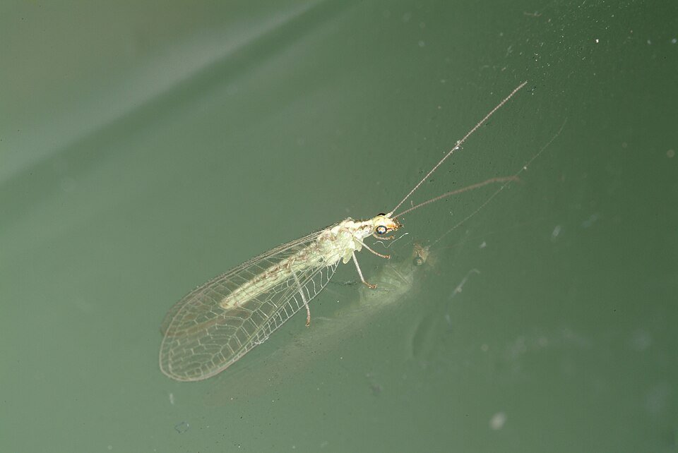 Green lacewings