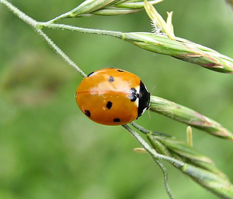 Predatory lady beetles