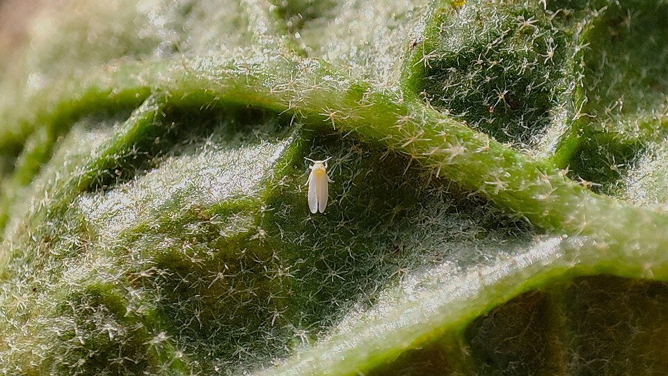 Whiteflies