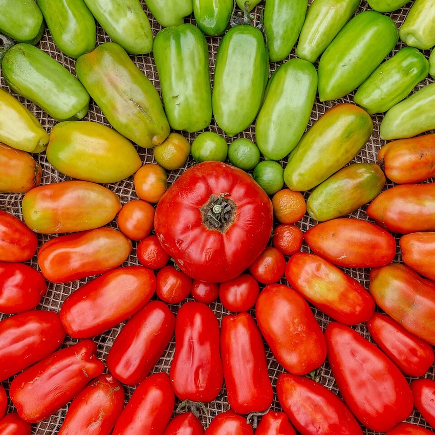 Illustrative crop photograph, not a verified farm harvest
